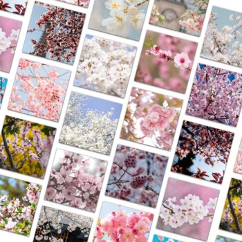 40pcs Cherry blossom Stickers