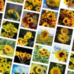 32pcs sunflower Journaling Stickers