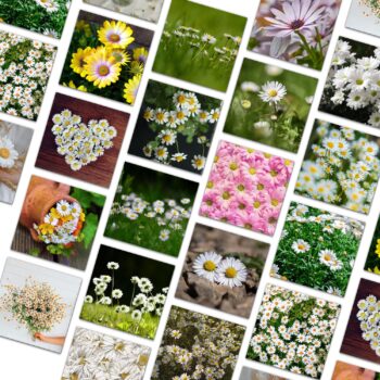 32pcs cherry blossoms Journaling Stickers